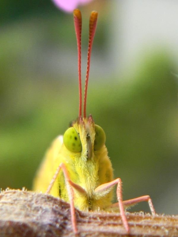 Colias crocea e uova